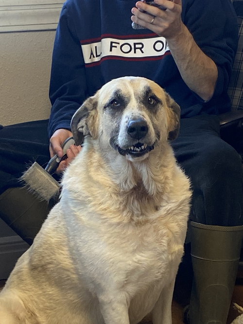 LUNA BEAR - Great Pyrenees available for adoption