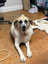 Luna Bear - Photo 3