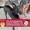 adoptable Dog in bolivar, MO named Franklin
