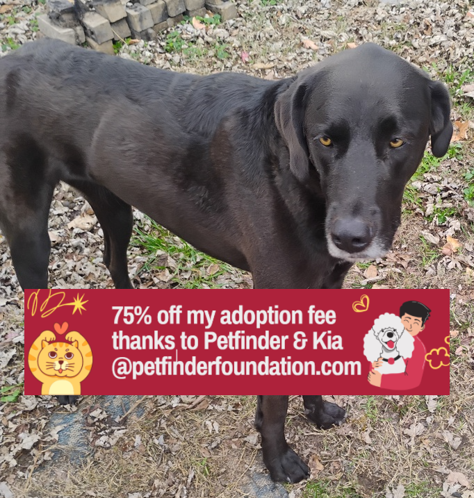 adoptable Dog in Bolivar, MO named Romen