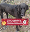 adoptable Dog in bolivar, MO named Romen