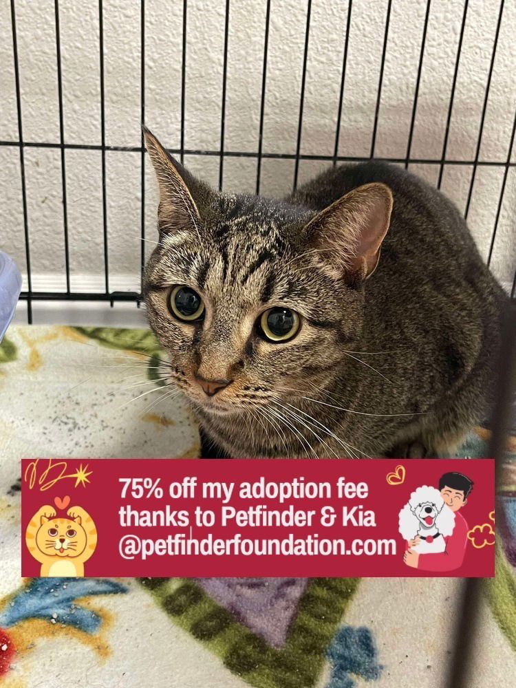 adoptable Cat in Bolivar, MO named Fiona
