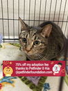 adoptable Cat in bolivar, MO named Fiona