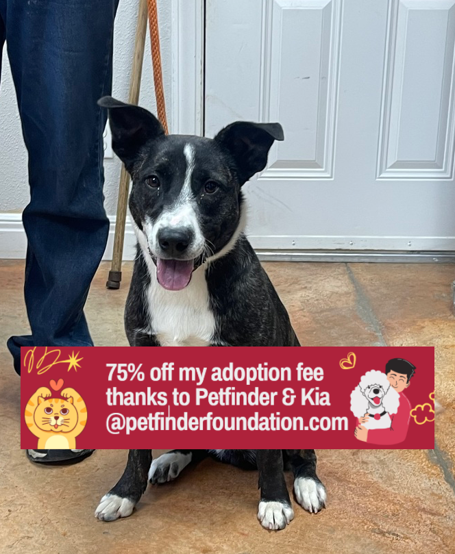 adoptable Dog in Bolivar, MO named Klover