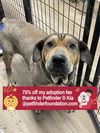 adoptable Dog in  named Cecil