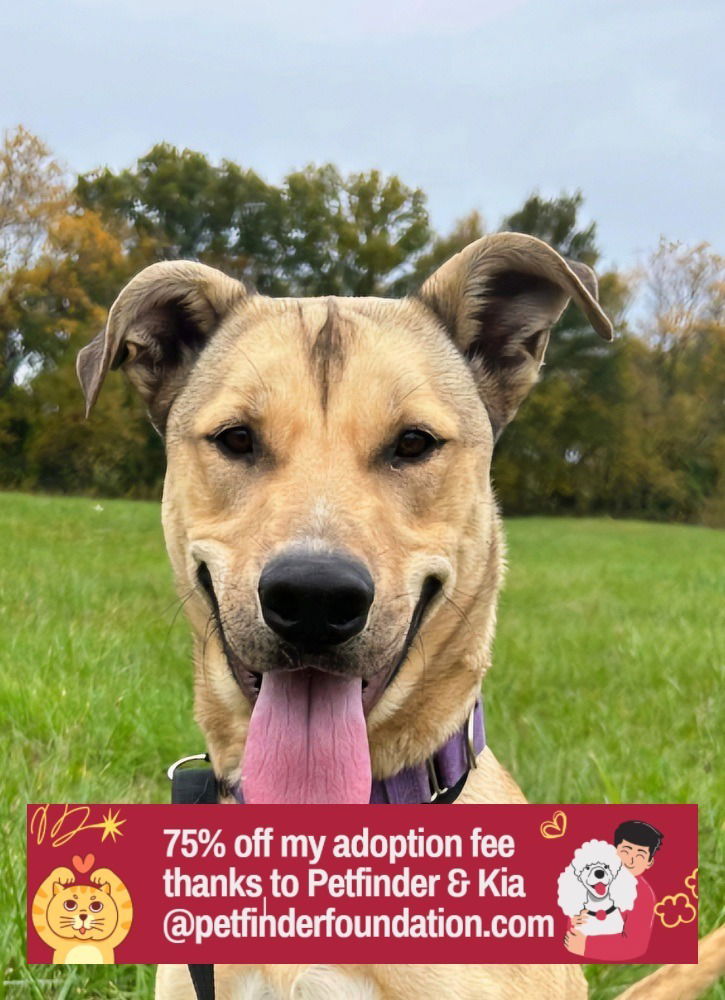 adoptable Dog in Bolivar, MO named Finn