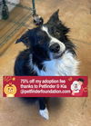 adoptable Dog in  named Patches