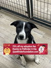 adoptable Dog in bolivar, MO named Greg