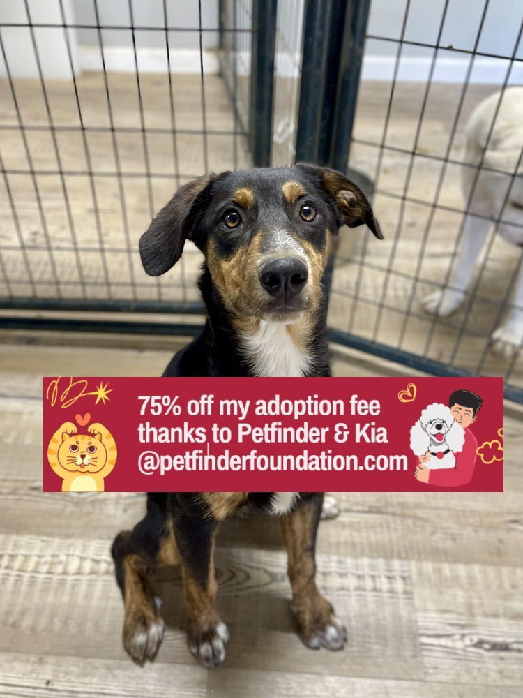 adoptable Dog in Bolivar, MO named Peter