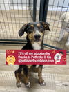 adoptable Dog in bolivar, MO named Peter