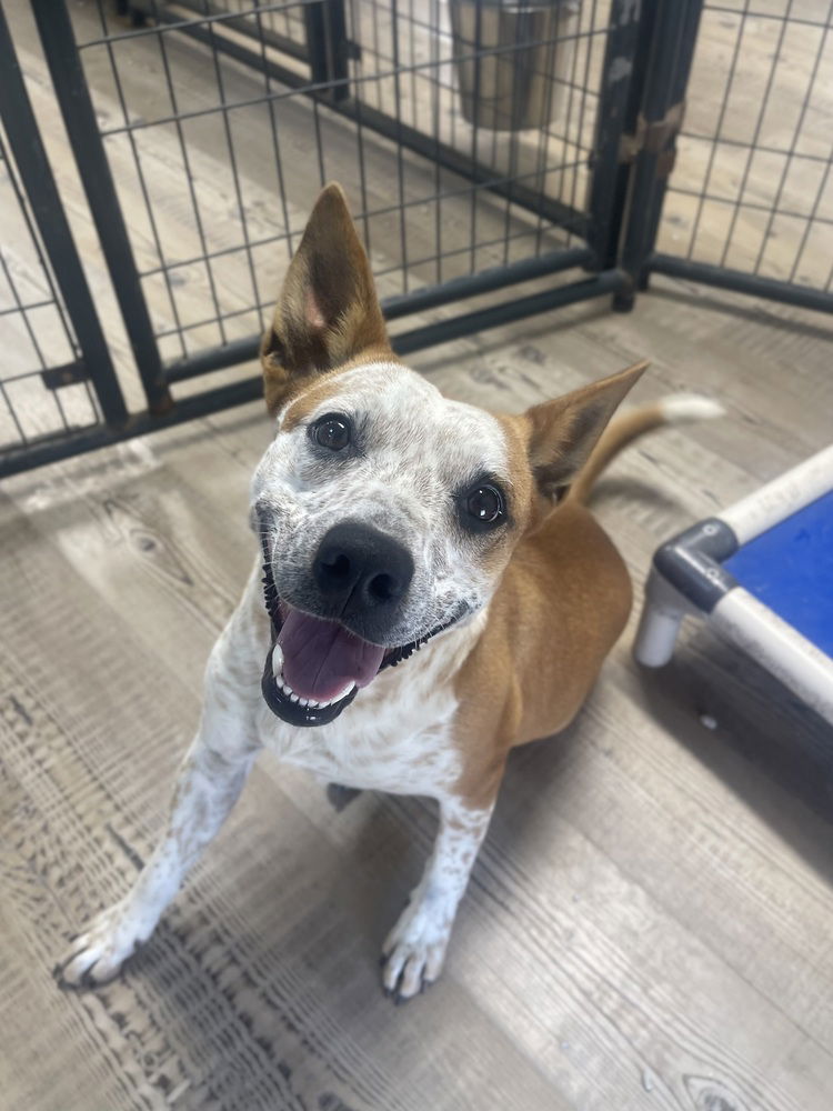 adoptable Dog in Bolivar, MO named Barklin