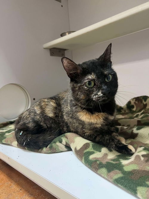 picture of the cat needing adoption