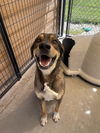 adoptable Dog in  named Chomper