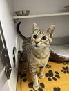 adoptable Cat in bolivar, MO named Olga