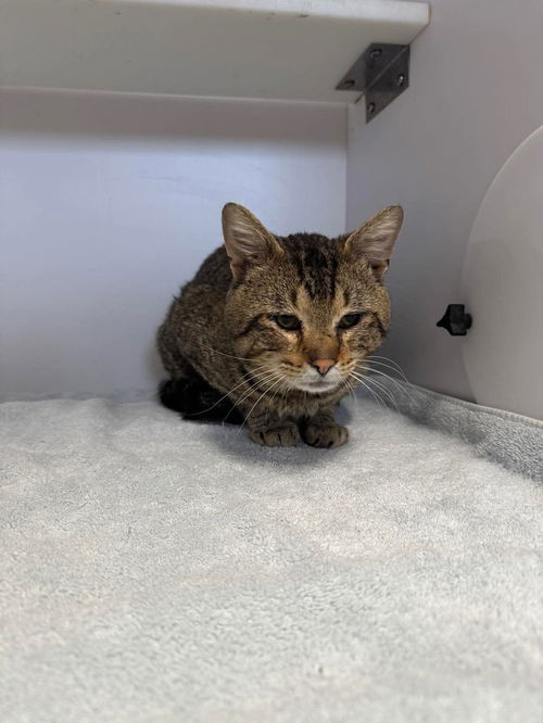 picture of the cat needing adoption