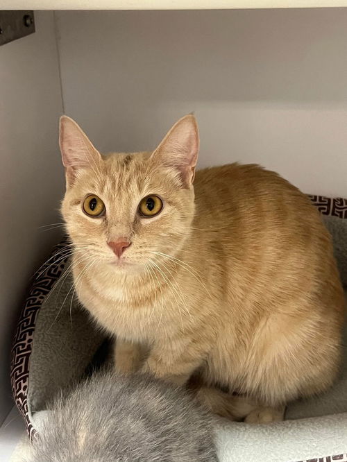 picture of the cat needing adoption