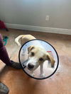 adoptable Dog in bolivar, MO named George
