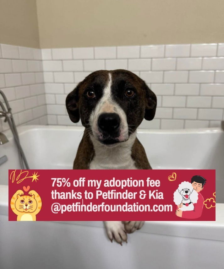adoptable Dog in Bolivar, MO named Swiggy