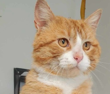 picture of the cat needing adoption