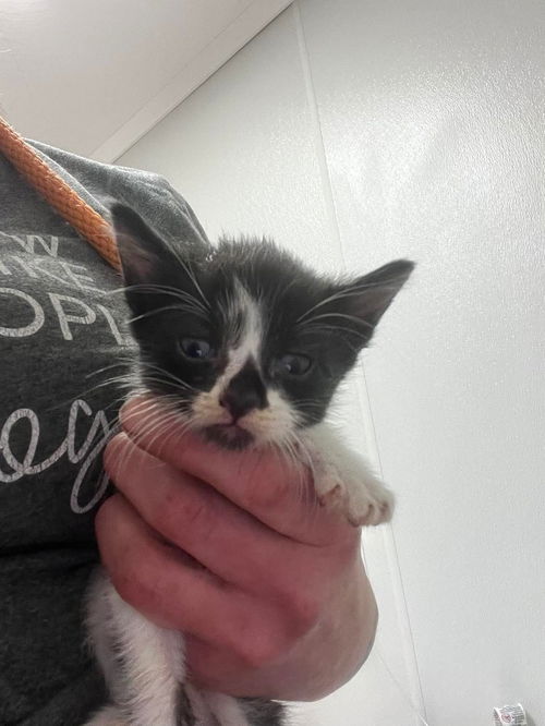 picture of the cat needing adoption