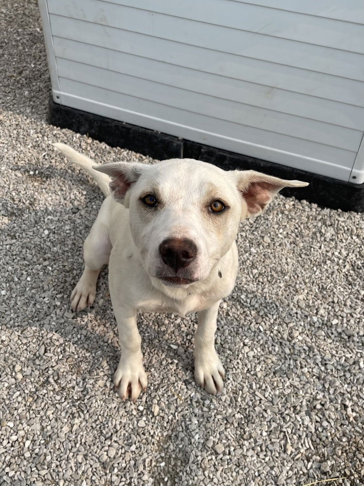 adoptable Dog in Bolivar, MO named Daizy
