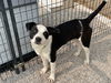 adoptable Dog in bolivar, MO named Paco