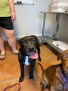 adoptable Dog in bolivar, MO named Tiger