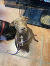 adoptable Dog in bolivar, MO named Hershey