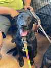 adoptable Dog in  named Buddie
