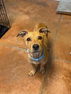 adoptable Dog in bolivar, MO named Scooby Doo