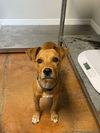 adoptable Dog in bolivar, MO named Scrappy Doo
