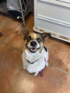 adoptable Dog in  named Mickey