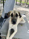 adoptable Dog in bolivar, MO named Mia Grace
