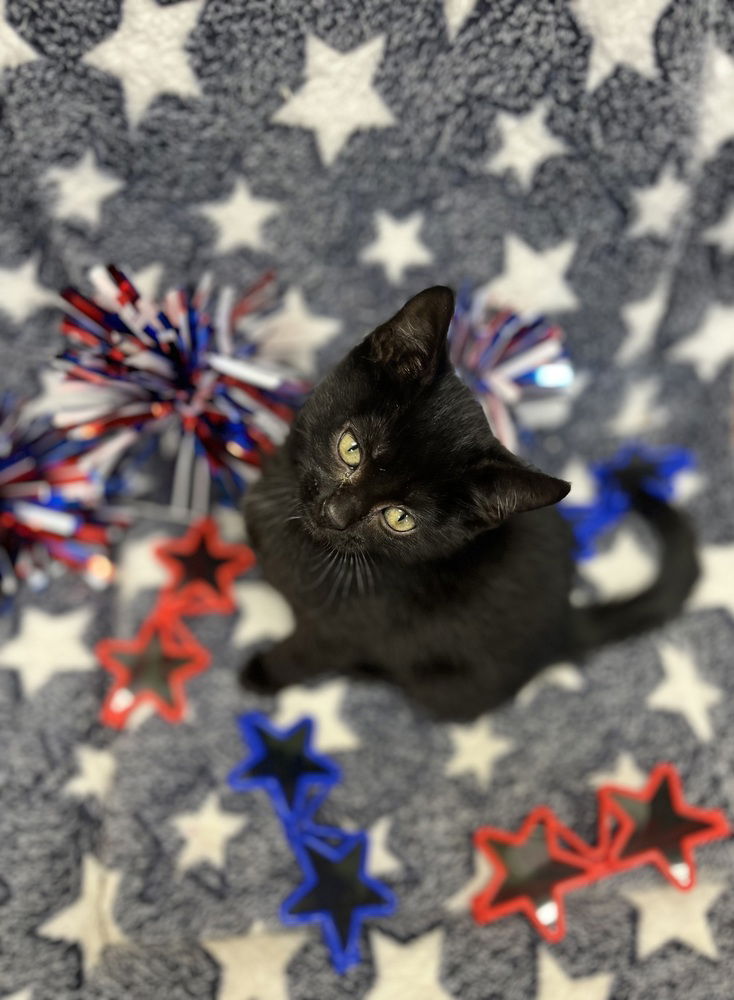 adoptable Cat in Bolivar, MO named Doris