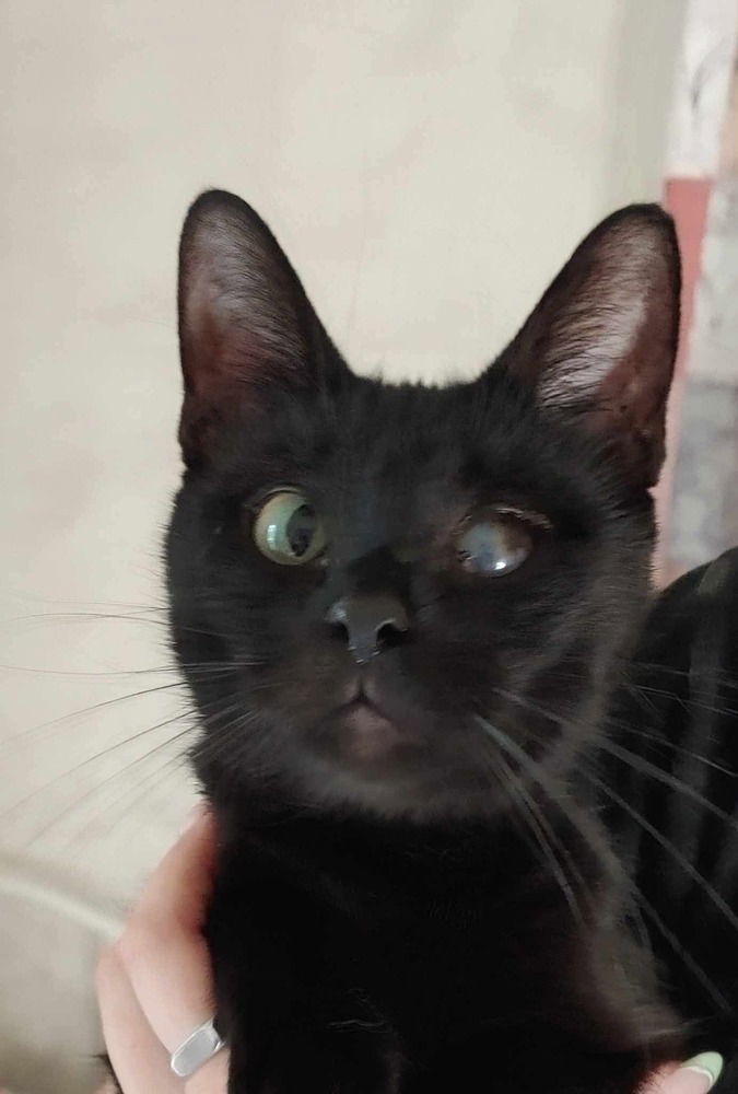 adoptable Cat in Bolivar, MO named Cotton Tail