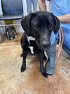 adoptable Dog in bolivar, MO named Krew