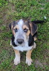 adoptable Dog in bolivar, MO named Princess
