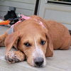 adoptable Dog in Bolivar, MO named Bruce