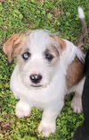adoptable Dog in Bolivar, MO named Brown Cow