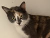 adoptable Cat in bolivar, MO named Olive