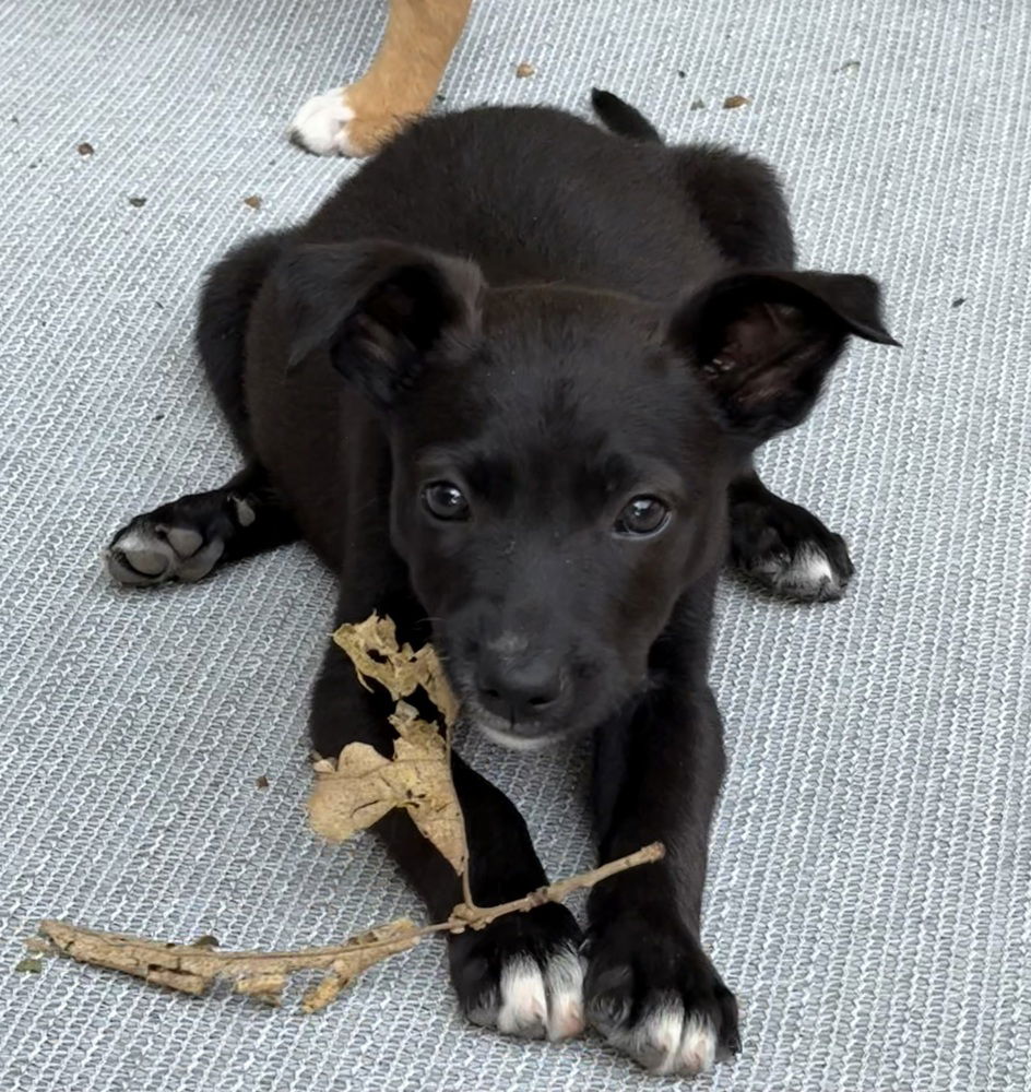 adoptable Dog in Bolivar, MO named Trencher