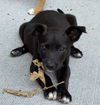 adoptable Dog in  named Trencher