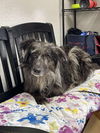 adoptable Dog in  named Grizzly
