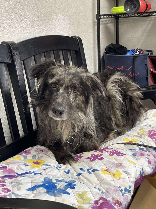 GRIZZLY - Australian Shepherd available for adoption
