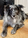 Grizzly - Photo 1