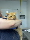 adoptable Cat in bolivar, MO named Reginald