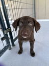 adoptable Dog in Bolivar, MO named Bonfire