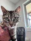 adoptable Cat in bolivar, MO named Granola