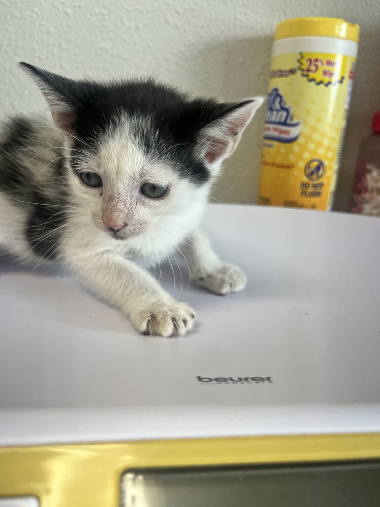 adoptable Cat in Bolivar, MO named Easter