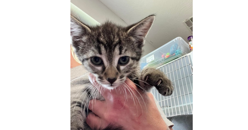 adoptable Cat in Bolivar, MO named Pecan